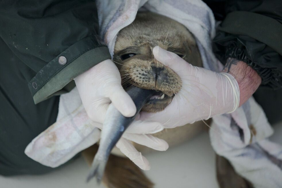 Дитячий будинок для тюленів-сиріт в Голландії