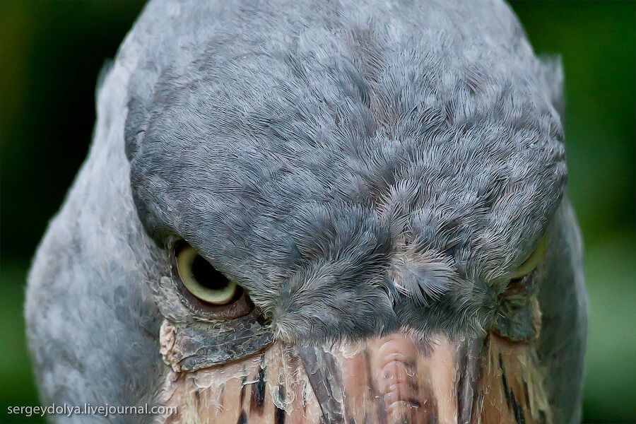 Сингапурский парк птиц