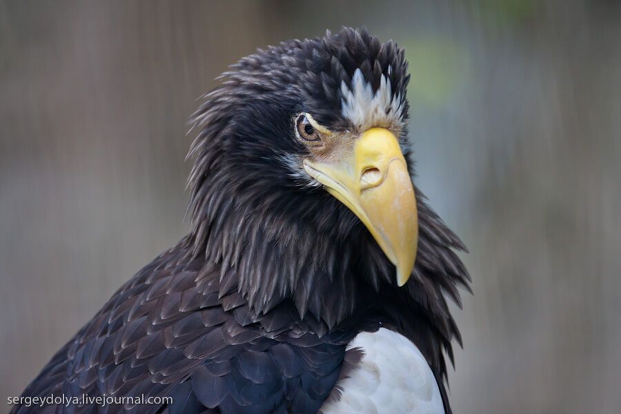 Сингапурский парк птиц