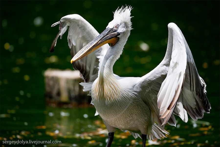 Сингапурский парк птиц