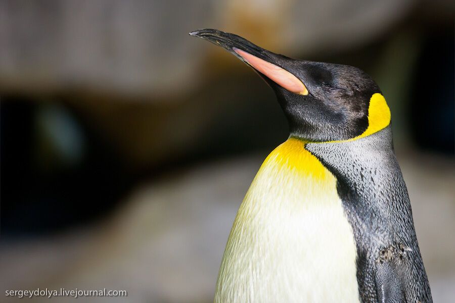 Сингапурский парк птиц