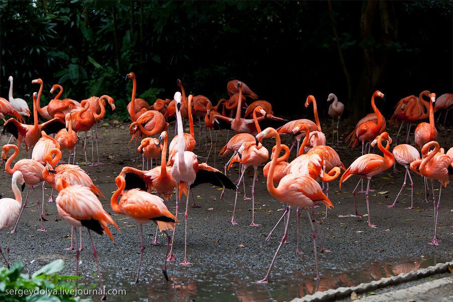 Сингапурский парк птиц