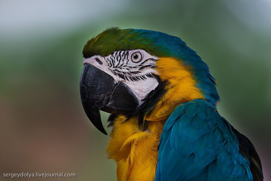 Сингапурский парк птиц