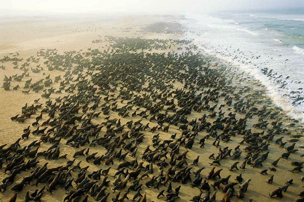 7. Колония тюленей в Намибии. (George Steinmetz)
