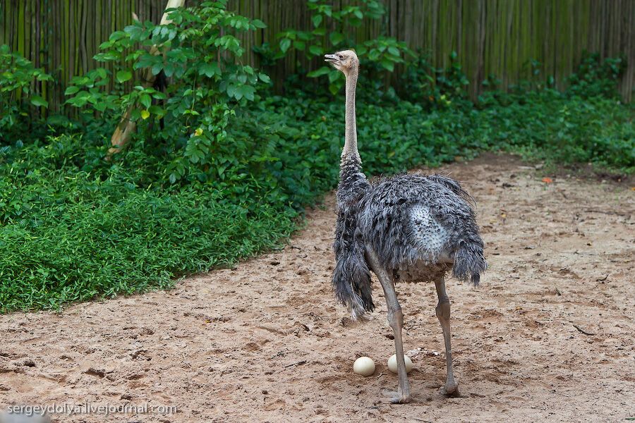 Сингапурский парк птиц