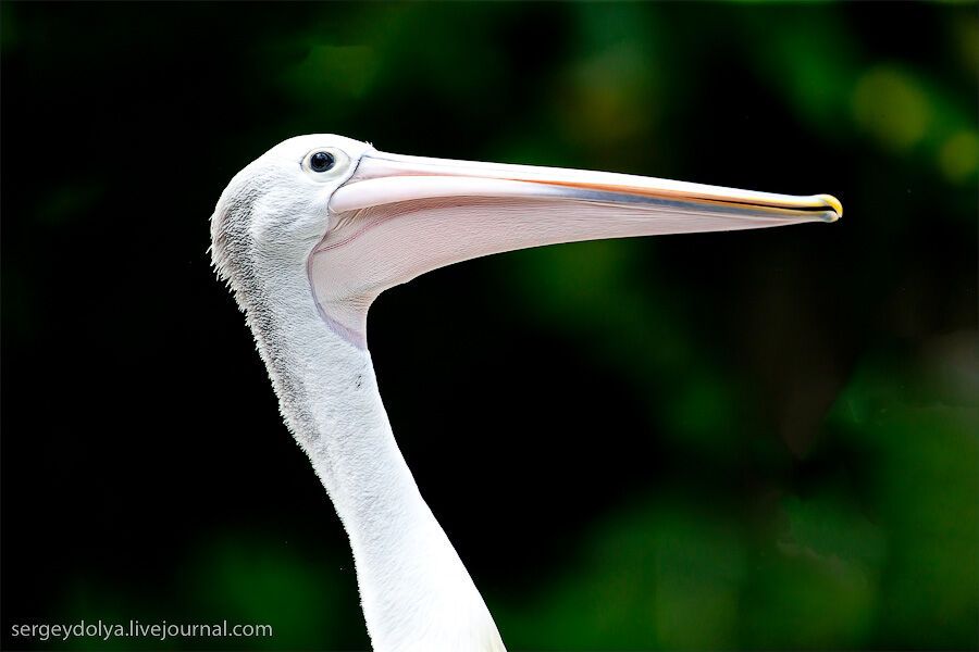 Сингапурский парк птиц