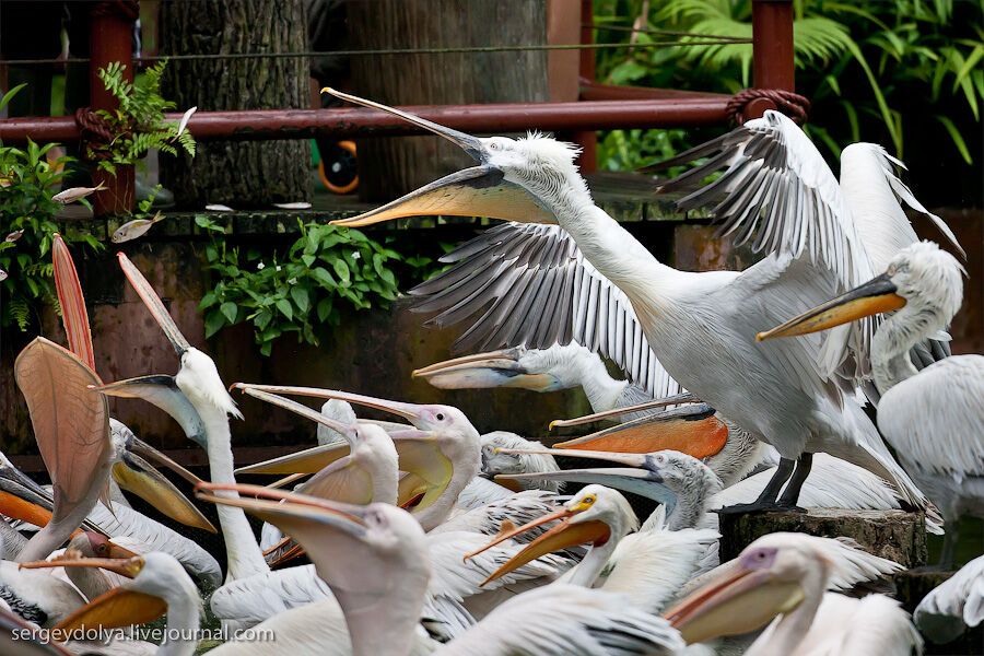 Сингапурский парк птиц