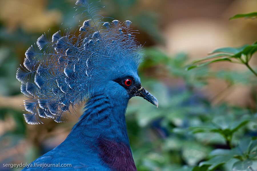 Сингапурский парк птиц