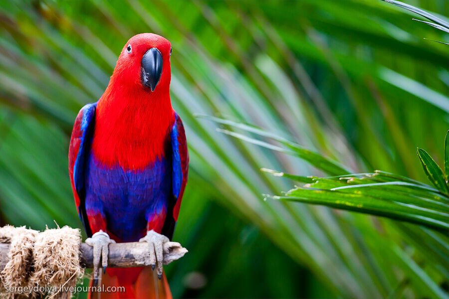 Сингапурский парк птиц