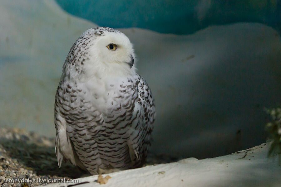 Сингапурский парк птиц