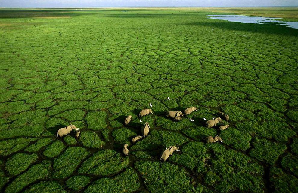 1. Слоны на озере Амбосели в одноименном национальном парке в Кении. (George Steinmetz)