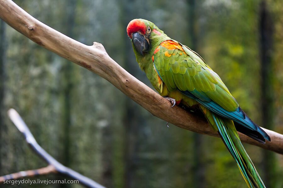 Сингапурский парк птиц