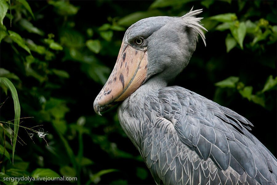 Сингапурский парк птиц