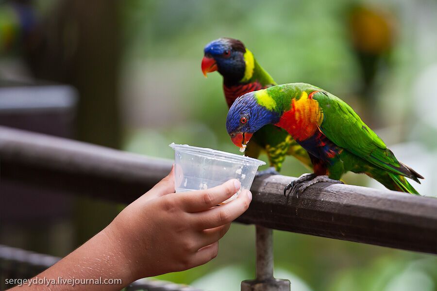 Сингапурский парк птиц