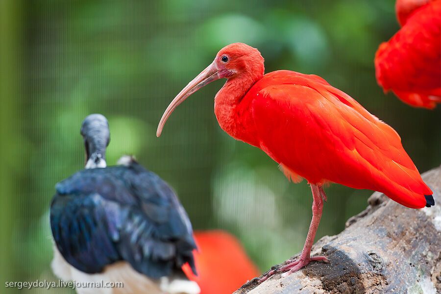 Сингапурский парк птиц