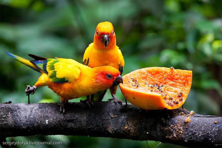 Сингапурский парк птиц