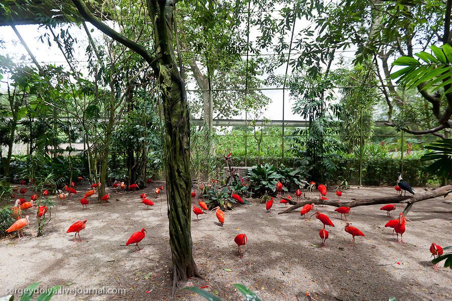 Сингапурский парк птиц