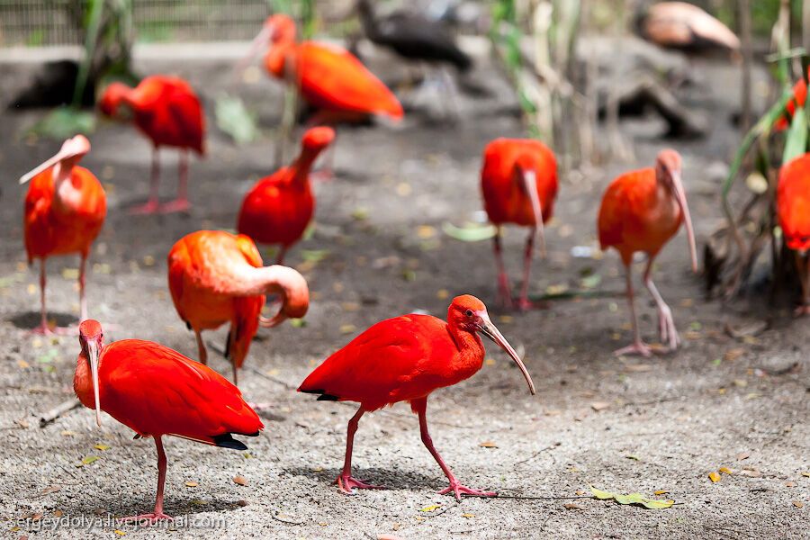 Сингапурский парк птиц