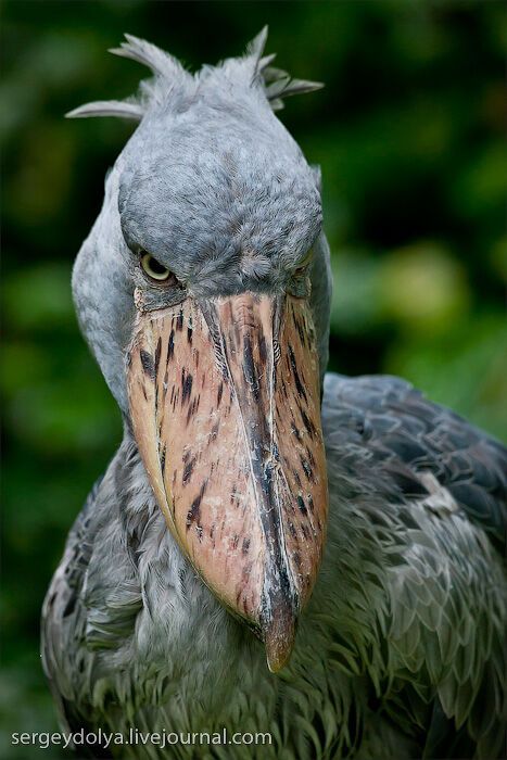 Сингапурский парк птиц