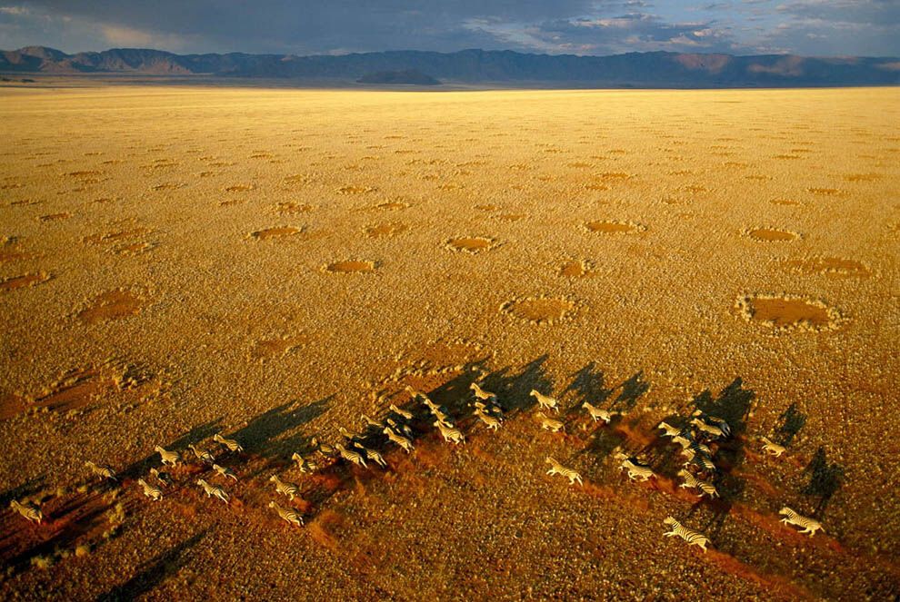 12. Зебры и ведьмины круги в заповеднике Намиб Ранд в Намибии. (George Steinmetz)