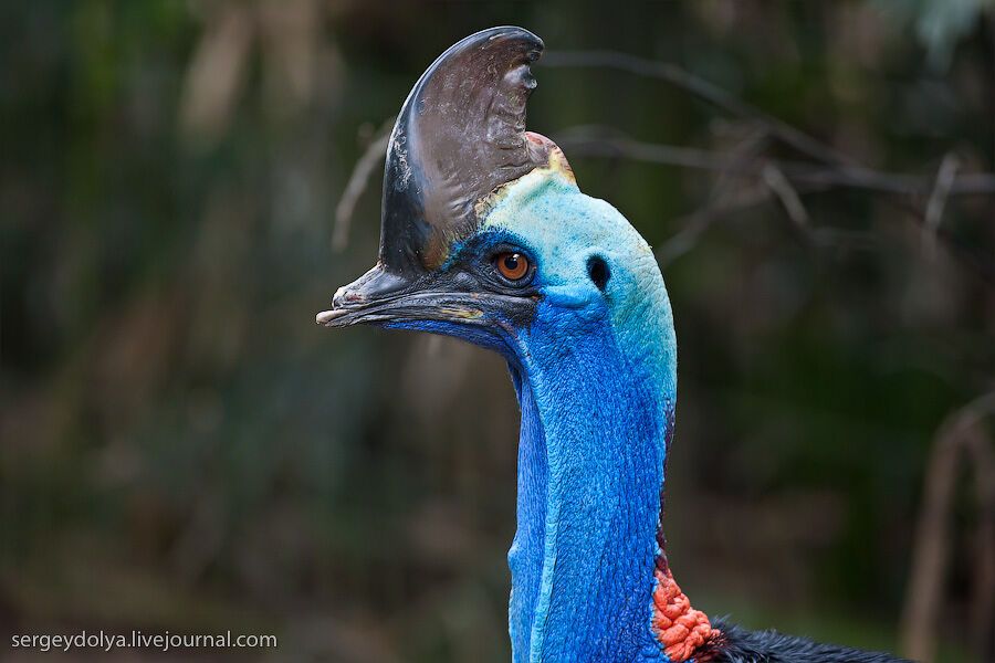 Сингапурский парк птиц
