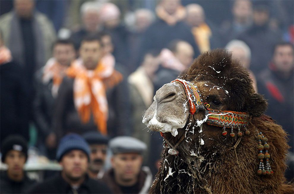 Незвичайне видовище: Верблюжі бої в Туреччині