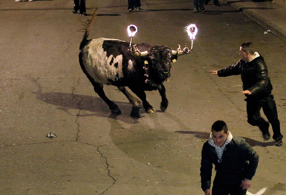 Тварини в новинах