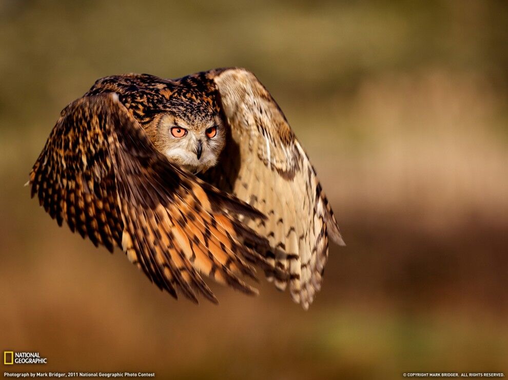 Лучшие фото National Geographic за декабрь 2011