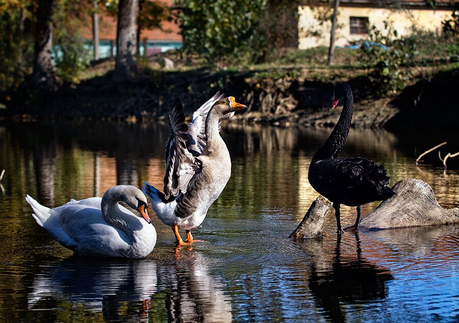 Гуси-лебеди