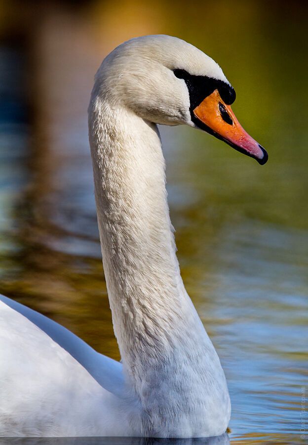 Гуси-лебеди