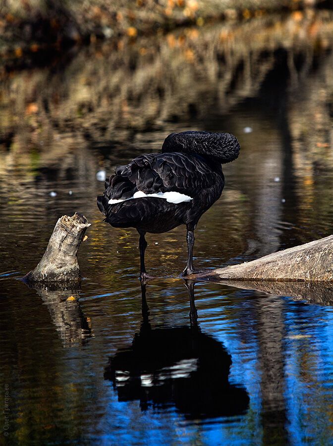 Гуси-лебеди