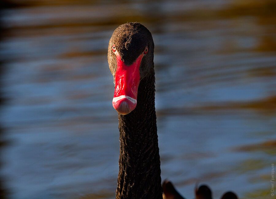 Гуси-лебеди