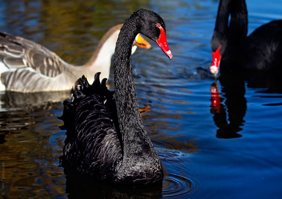 Гуси-лебеди