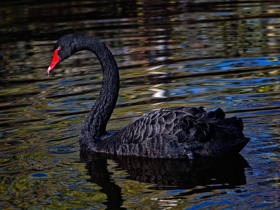 Гуси-лебеди