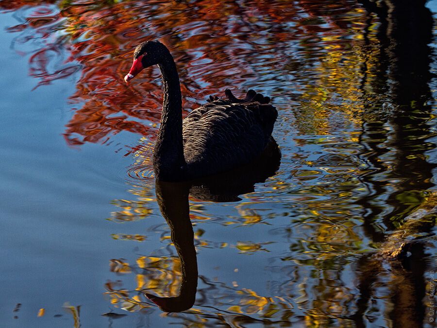 Гуси-лебеди