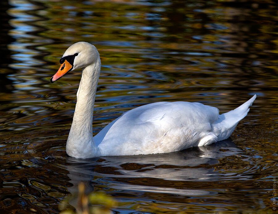 Гуси-лебеди
