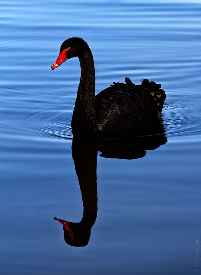 Гуси-лебеди