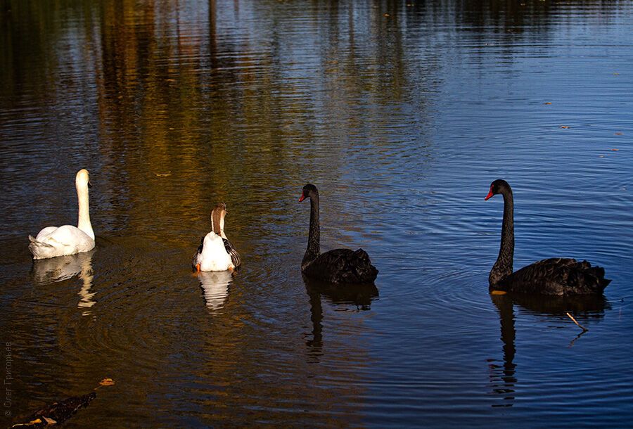Гуси-лебеди