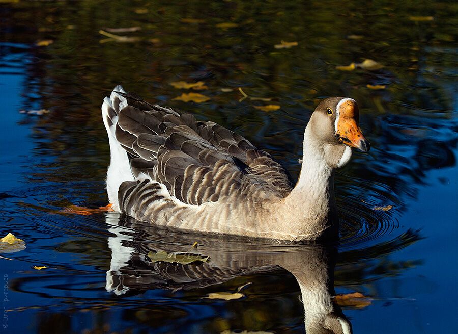 Гуси-лебеди