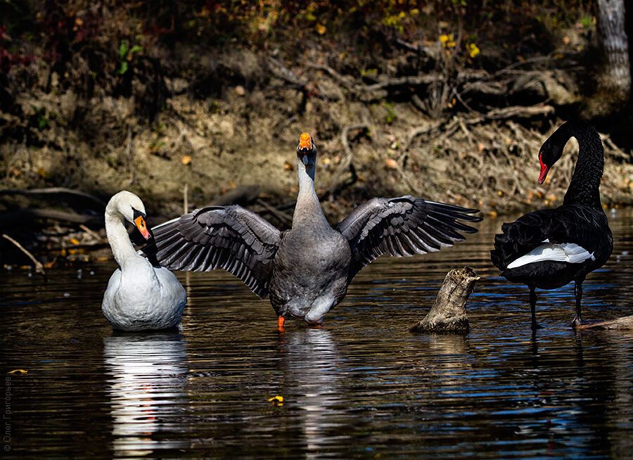 Гуси-лебеди