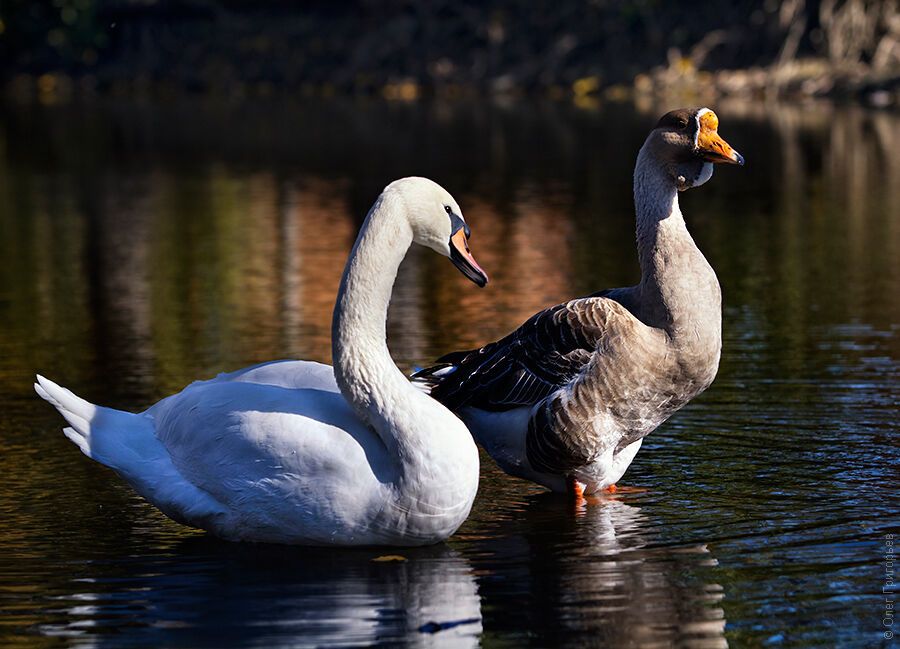 Гуси-лебеди