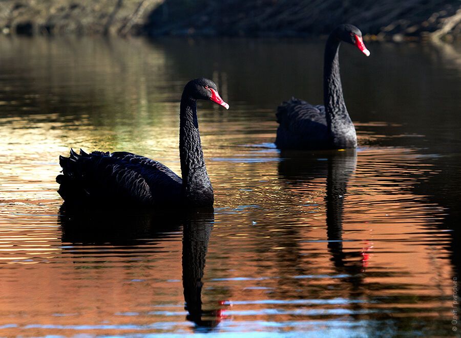 Гуси-лебеди