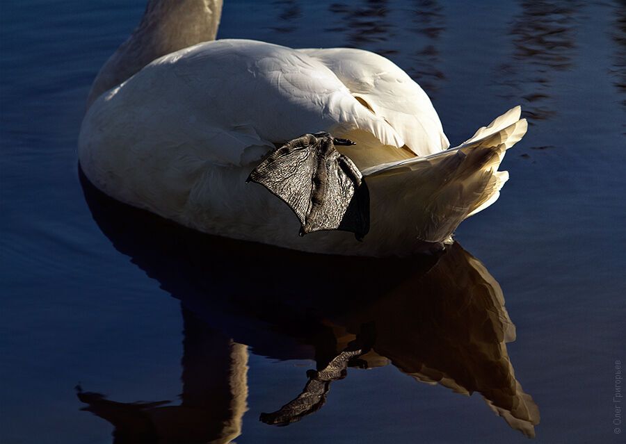 Гуси-лебеди