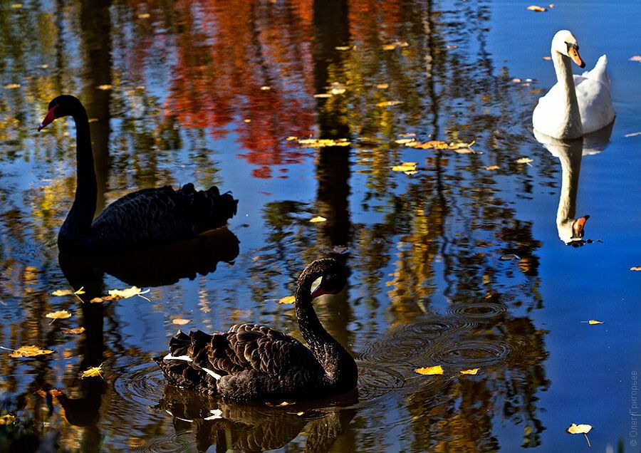 Гуси-лебеди