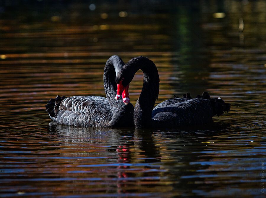 Гуси-лебеди