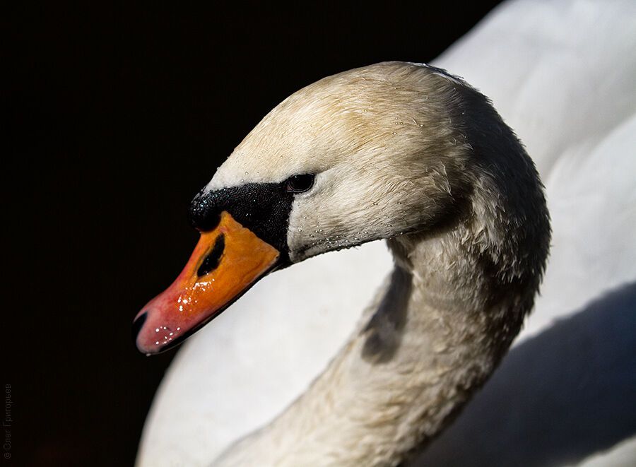 Гуси-лебеди