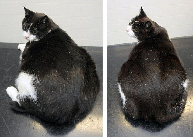 Самый толстый спаниель выиграл конкурс по похудению. Фото