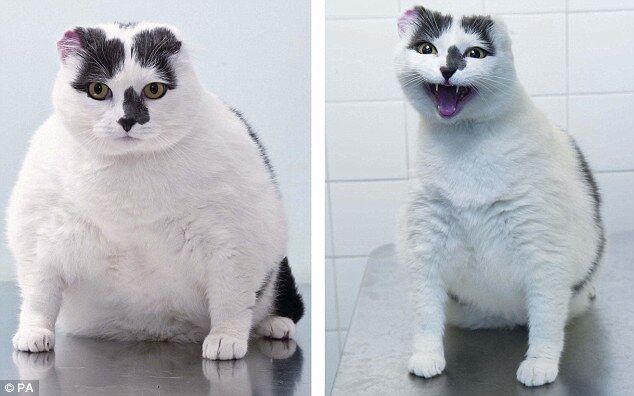 Самый толстый спаниель выиграл конкурс по похудению. Фото