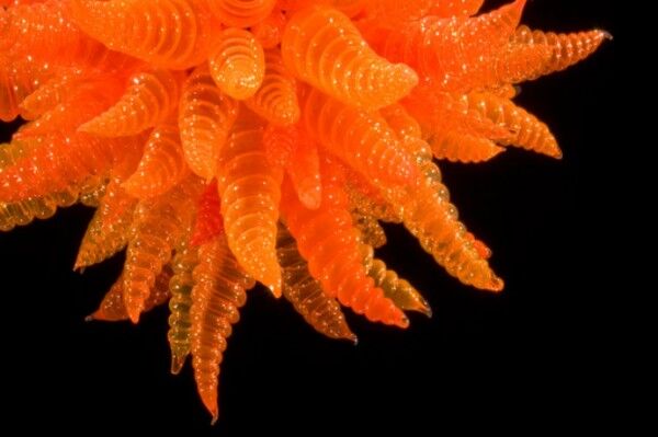 Стеклянные цветы в Сиетле