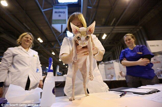 Выбраны самые красивые коты Великобритании 